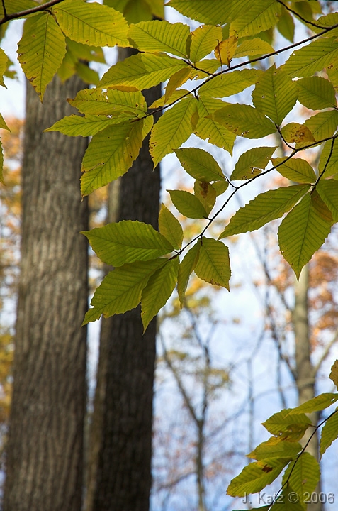 Fall 2005-2 